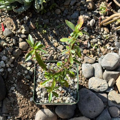DesertScapeSucculent Succulent 4 Inch Fouquieria macdougalii 'Mexican Tree Ocotillo'