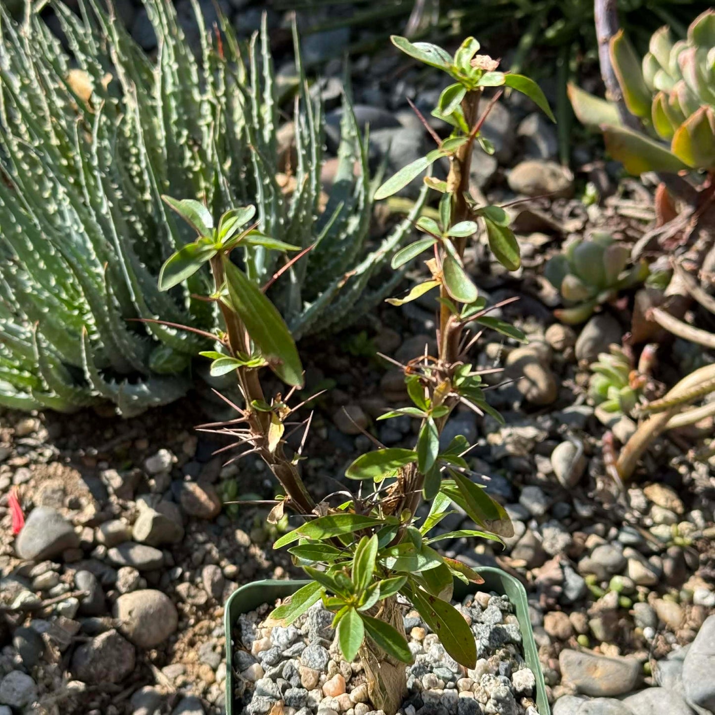DesertScapeSucculent Succulent 4 Inch Fouquieria macdougalii 'Mexican Tree Ocotillo'