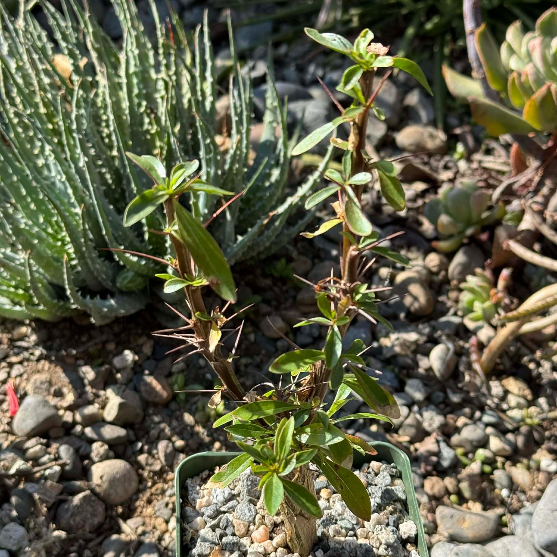 DesertScapeSucculent Succulent 4 Inch Fouquieria macdougalii 'Mexican Tree Ocotillo'