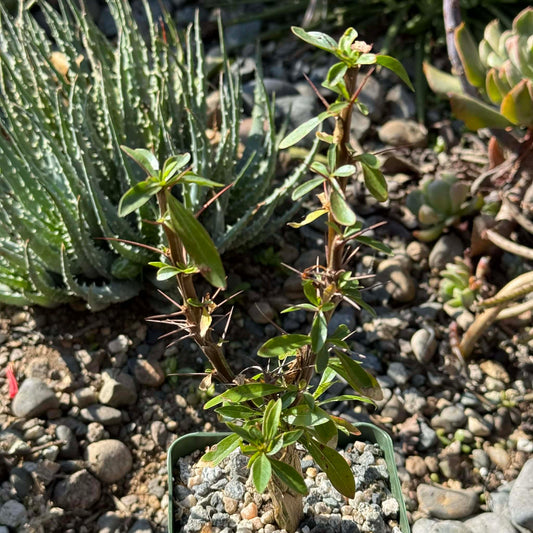 DesertScapeSucculent Succulent 4 Inch Fouquieria macdougalii 'Mexican Tree Ocotillo'