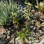 DesertScapeSucculent Succulent 4 Inch Fouquieria macdougalii 'Mexican Tree Ocotillo'