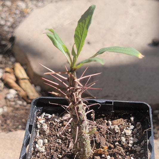 DesertScapeSucculent Succulent 4" Assorted Fouquieria macdougalii 'Mexican Tree Ocotillo'