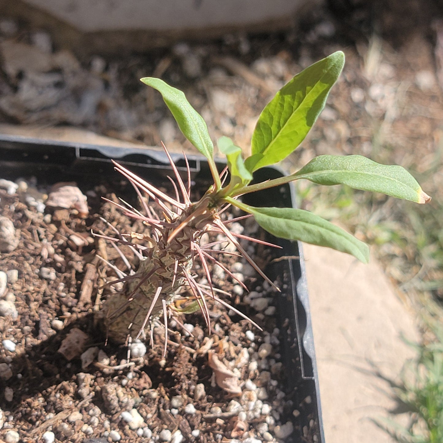 Fouquieria macdougalii 'Mexican Tree Ocotillo'