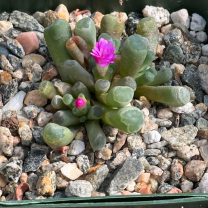 DesertScapeSucculent Succulent 4 Inch Assorted Frithia pulchra 'Purple Baby Toes'