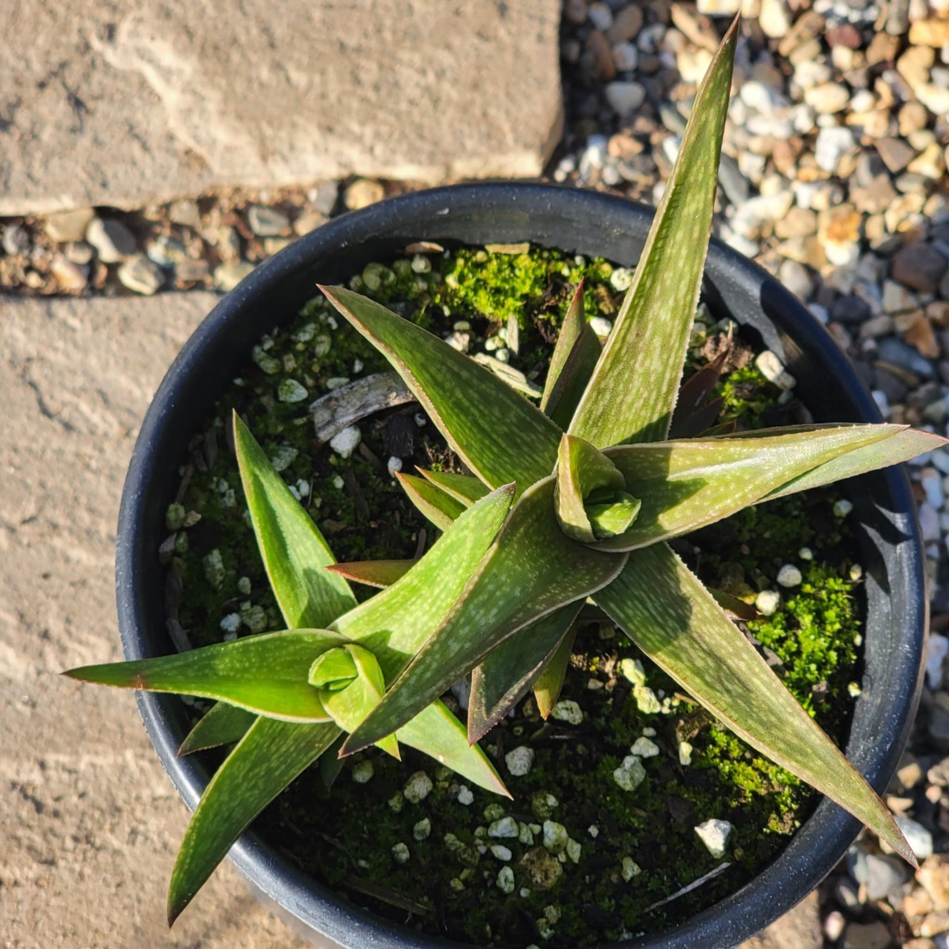 gold pot succulent Gasteraloe 'Green Gold' – DesertScapeSucculent