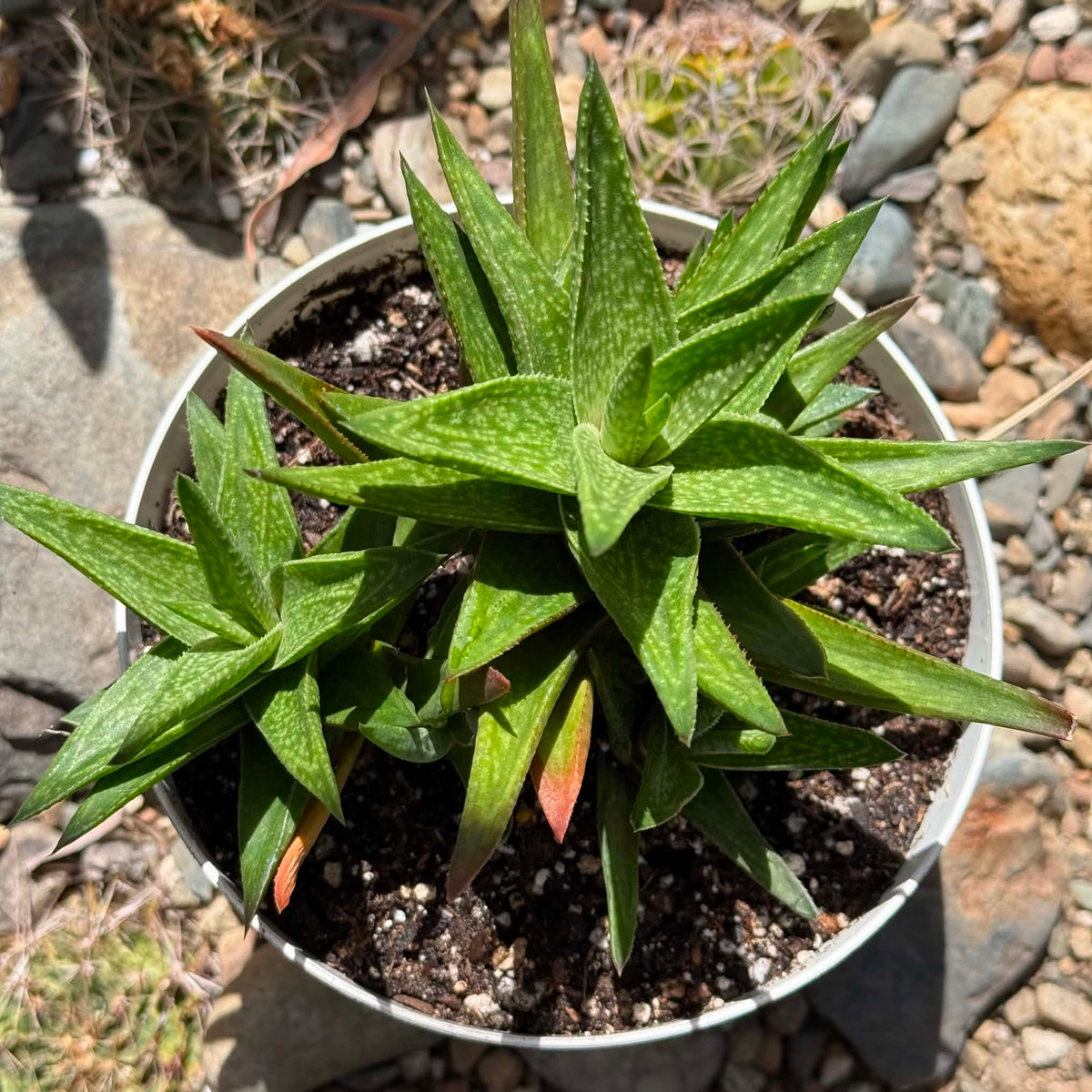 DesertScapeSucculent Succulent 6 Inch Gasteraloe ‘Green Gold’