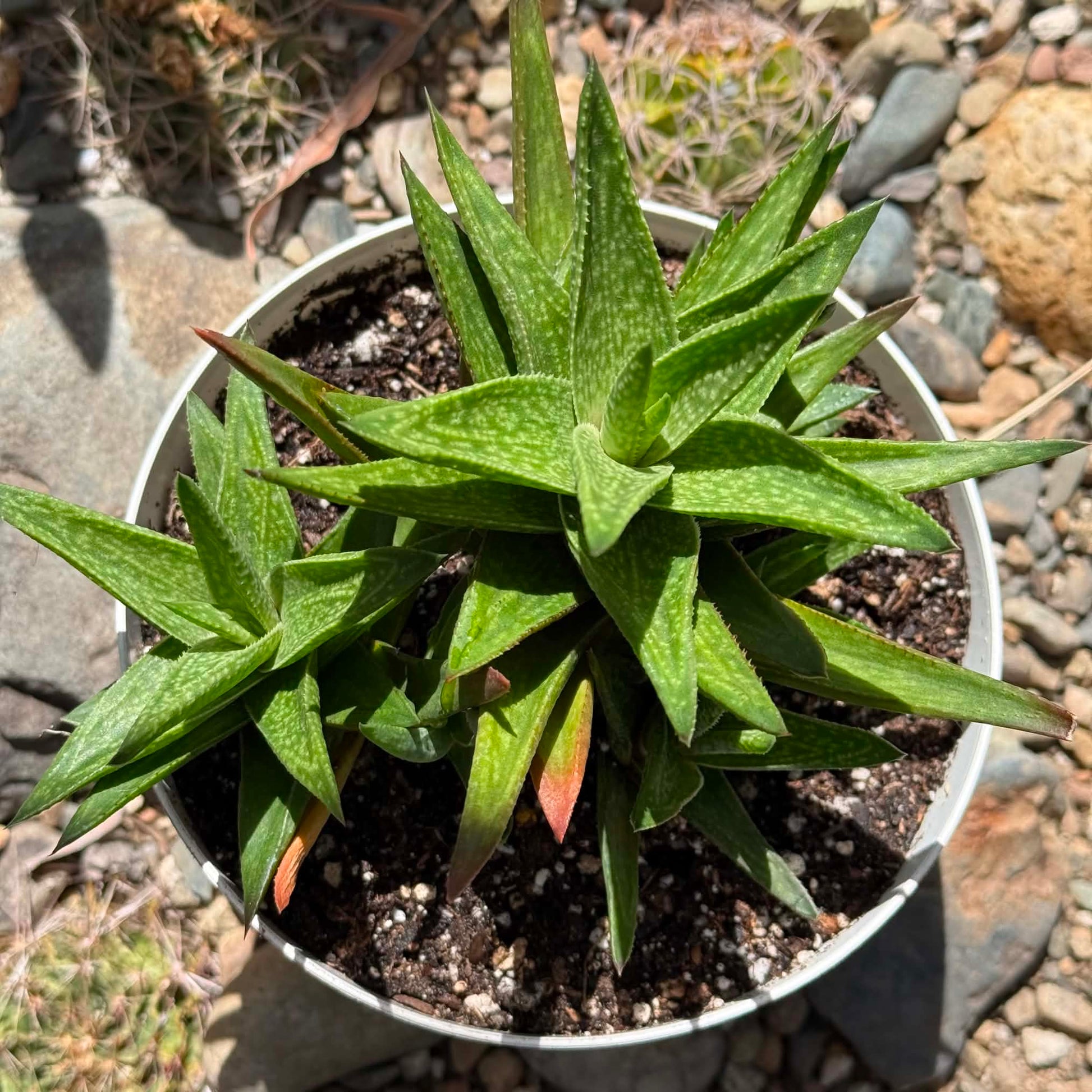 DesertScapeSucculent Succulent 6 Inch Gasteraloe ‘Green Gold’