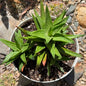 DesertScapeSucculent Succulent 6 Inch Gasteraloe ‘Green Gold’