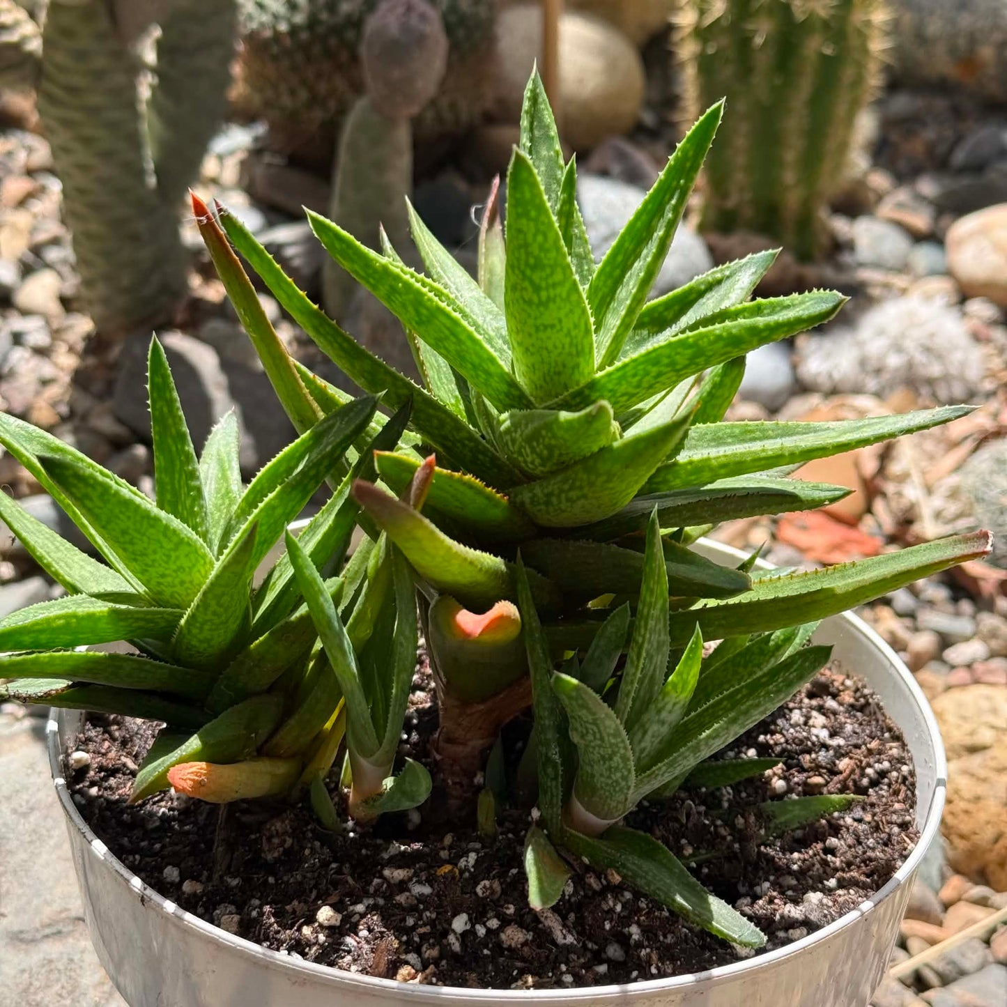 DesertScapeSucculent Succulent 6 Inch Gasteraloe ‘Green Gold’