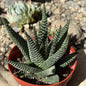 Gasteraloe ‘Okavango’ - 4 Inch Assorted - Succulent - DesertScapeSucculent