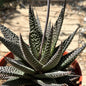 Gasteraloe ‘Okavango’ - 6 Inch Assorted - Succulent - DesertScapeSucculent