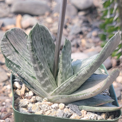 Gasteria cv. sakura fuji