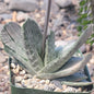 Gasteria cv. sakura fuji - 4 Inch Assorted - Succulent - DesertScapeSucculent