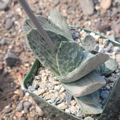 Gasteria cv. sakura fuji