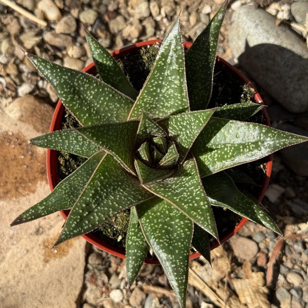 Gasteraloe 'Flow' - 4 Inch - Succulent - DesertScapeSucculent