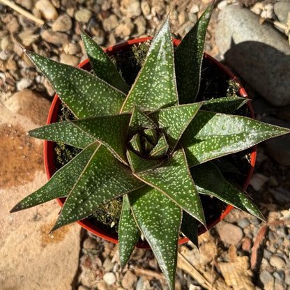 Gasteraloe 'Flow' - 4 Inch - Succulent - DesertScapeSucculent