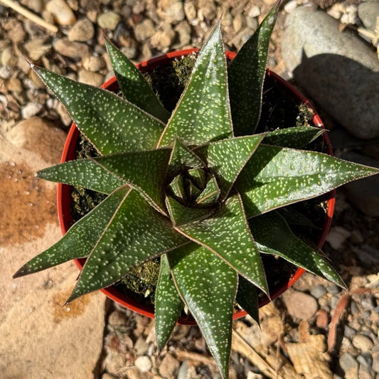Gasteraloe 'Flow' - 4 Inch - Succulent - DesertScapeSucculent