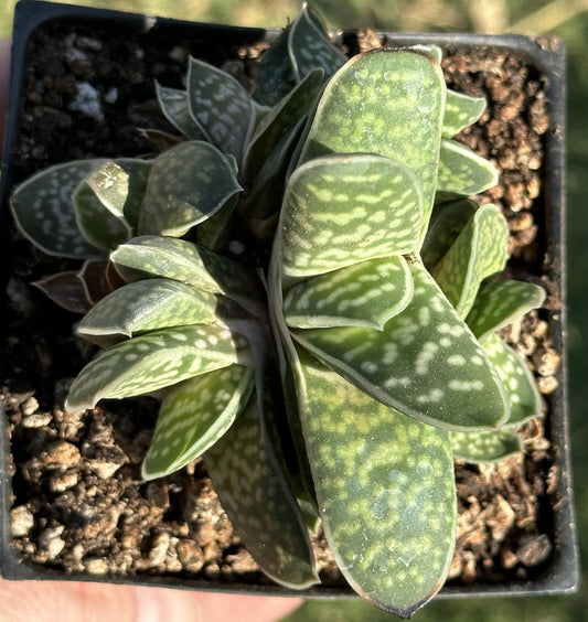 Gasteria 'Liliputana' Var. Grappe