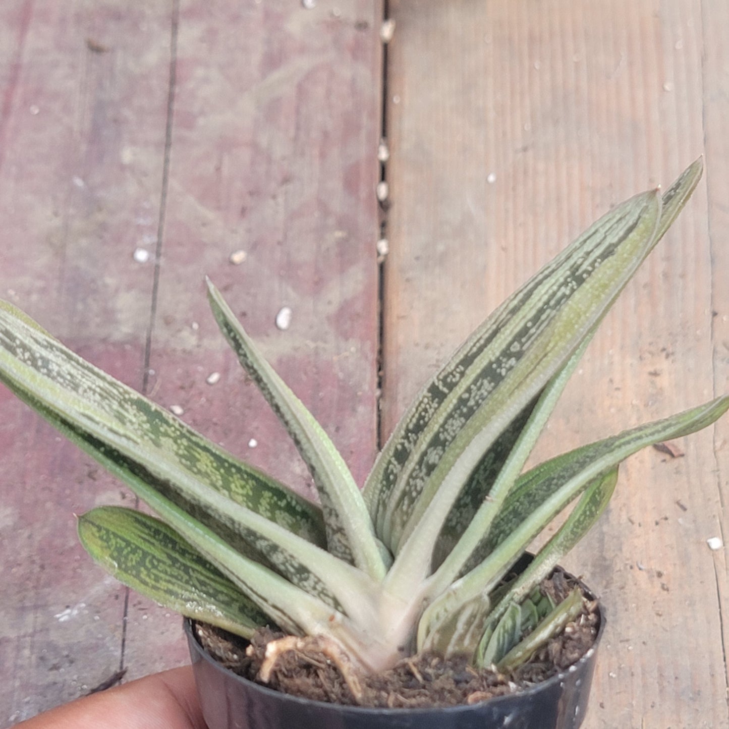 Gasteria 'Little Warty'