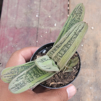 Gasteria 'Little Warty'