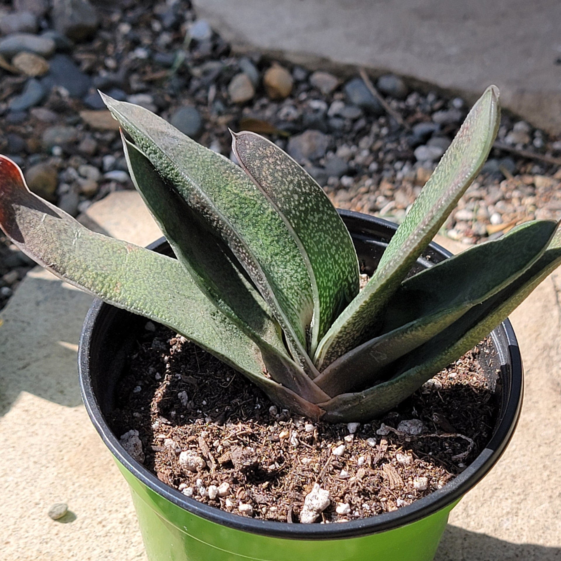 succulent gasteria Gasteria pillansii