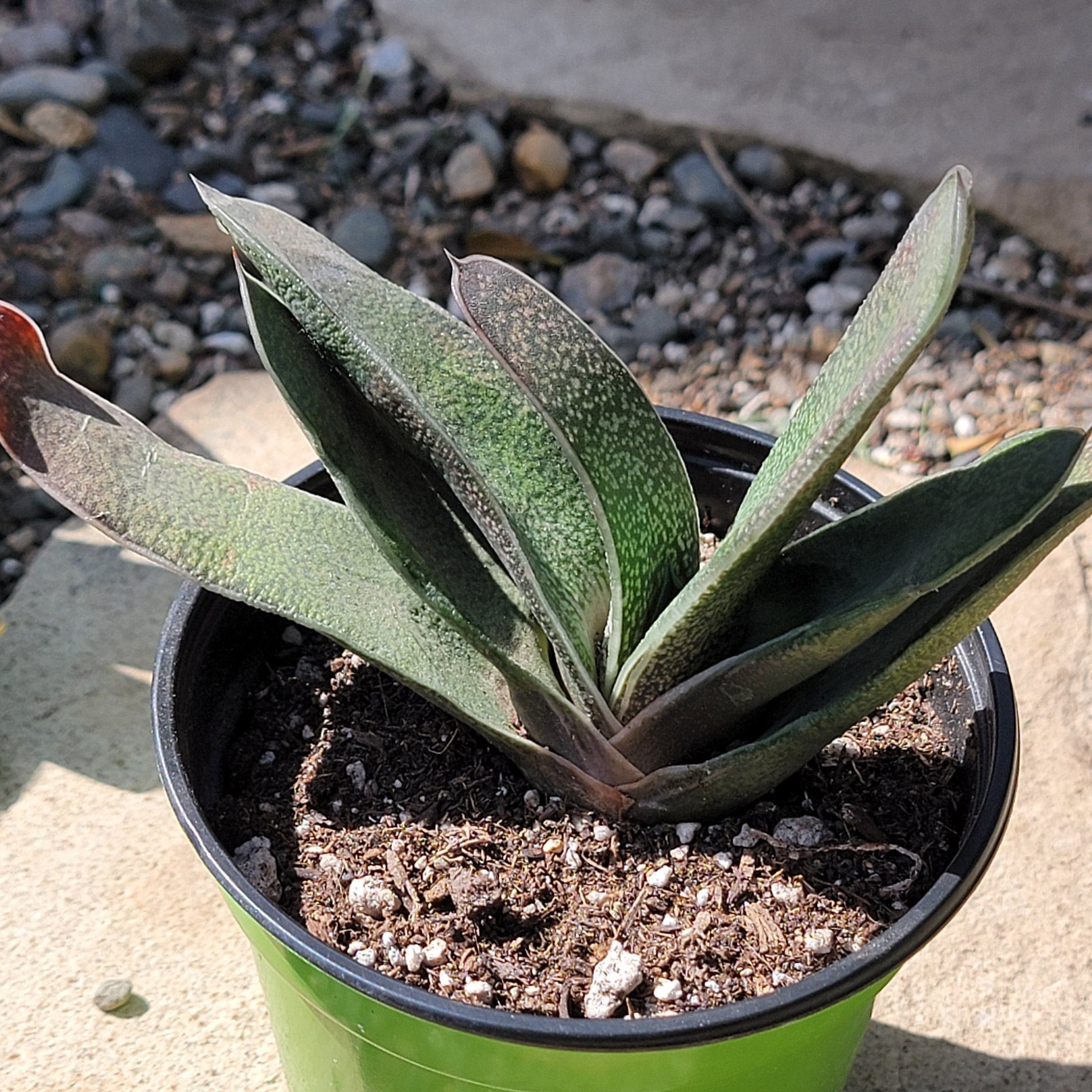gasteria succulent plant Gasteria pillansii – DesertScapeSucculent