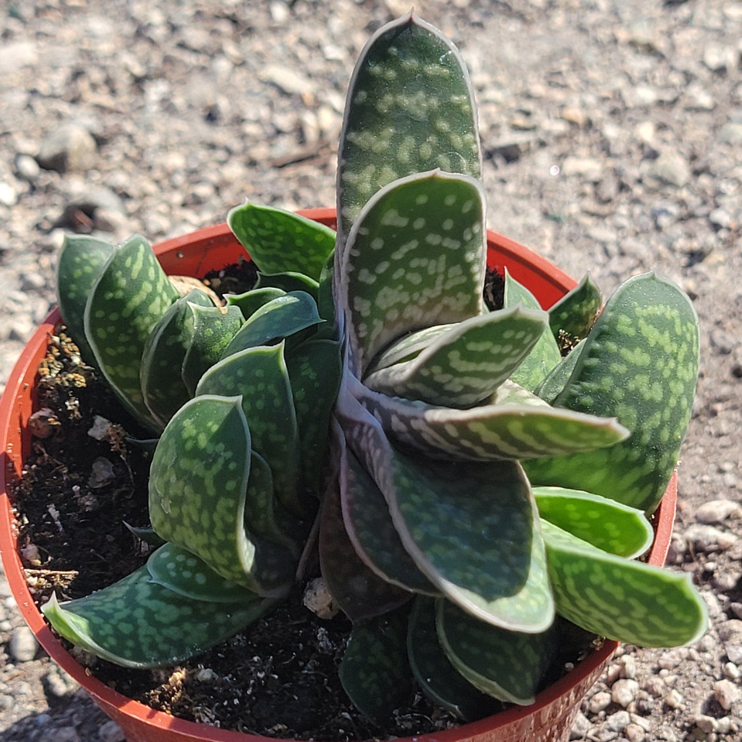 DesertScapeSucculent Succulent 4" Assorted Cluster Gasteria pillansii