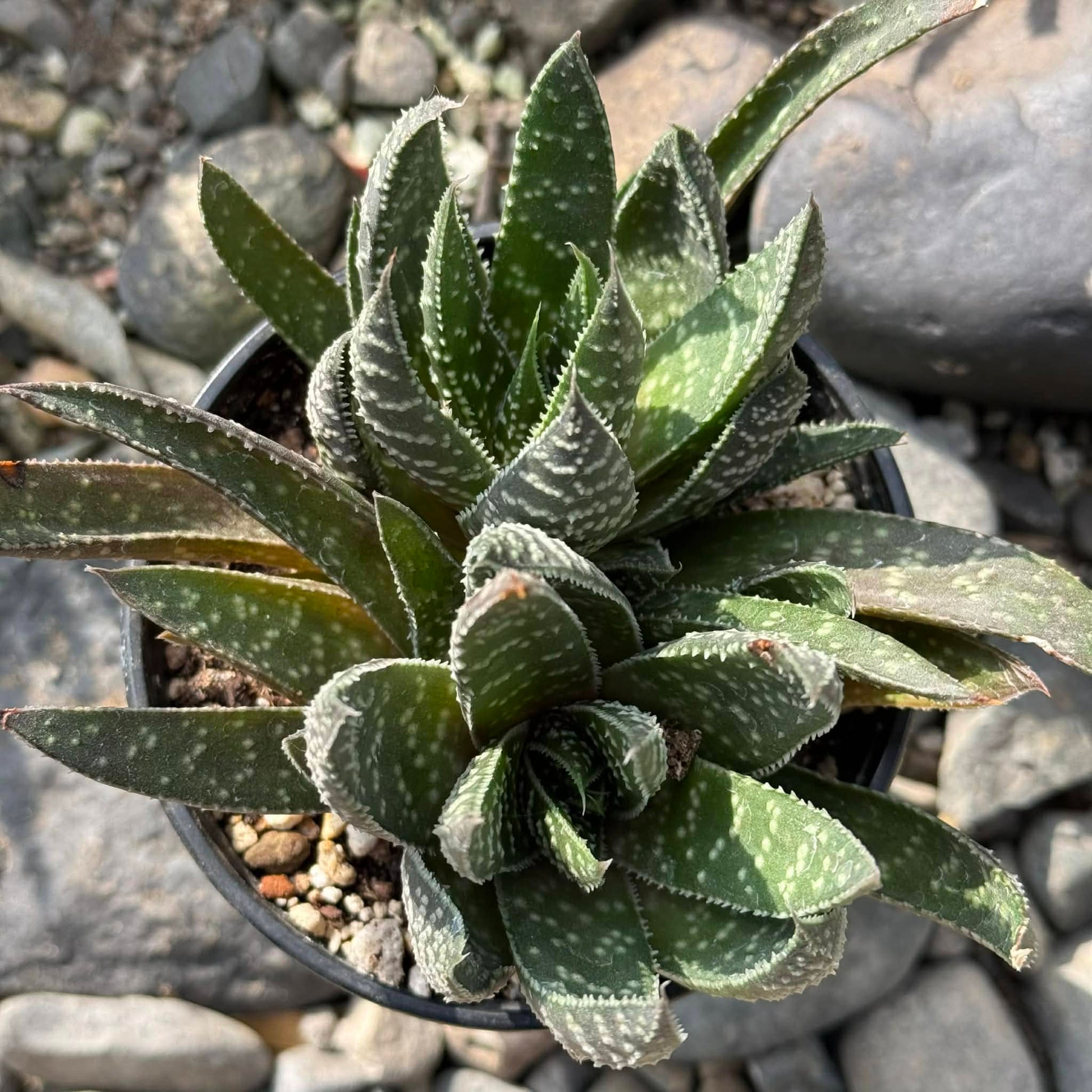 wolfgang succulent Gasteria 'Royal Wolfgang' – DesertScapeSucculent