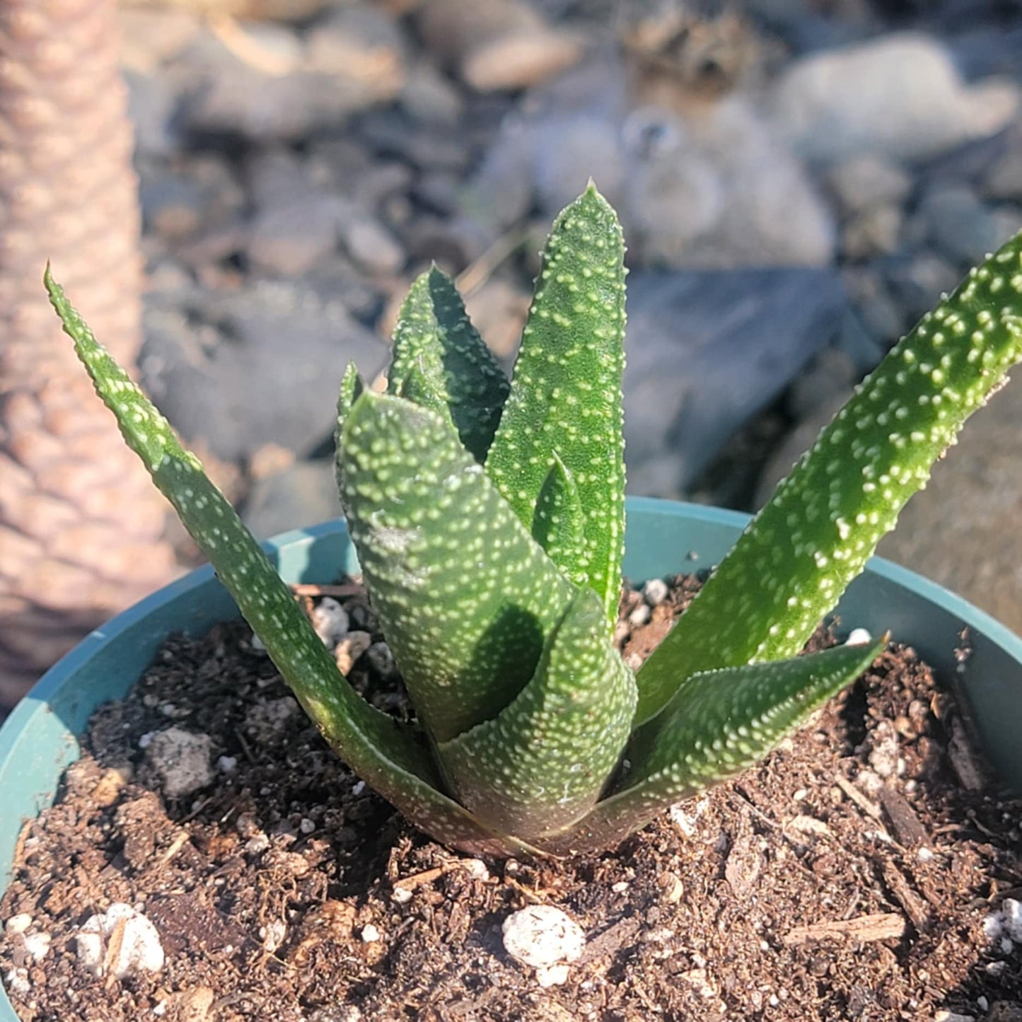 DesertScapeSucculent Succulent 4" Assorted Gasteria 'Royal Wolfgang'