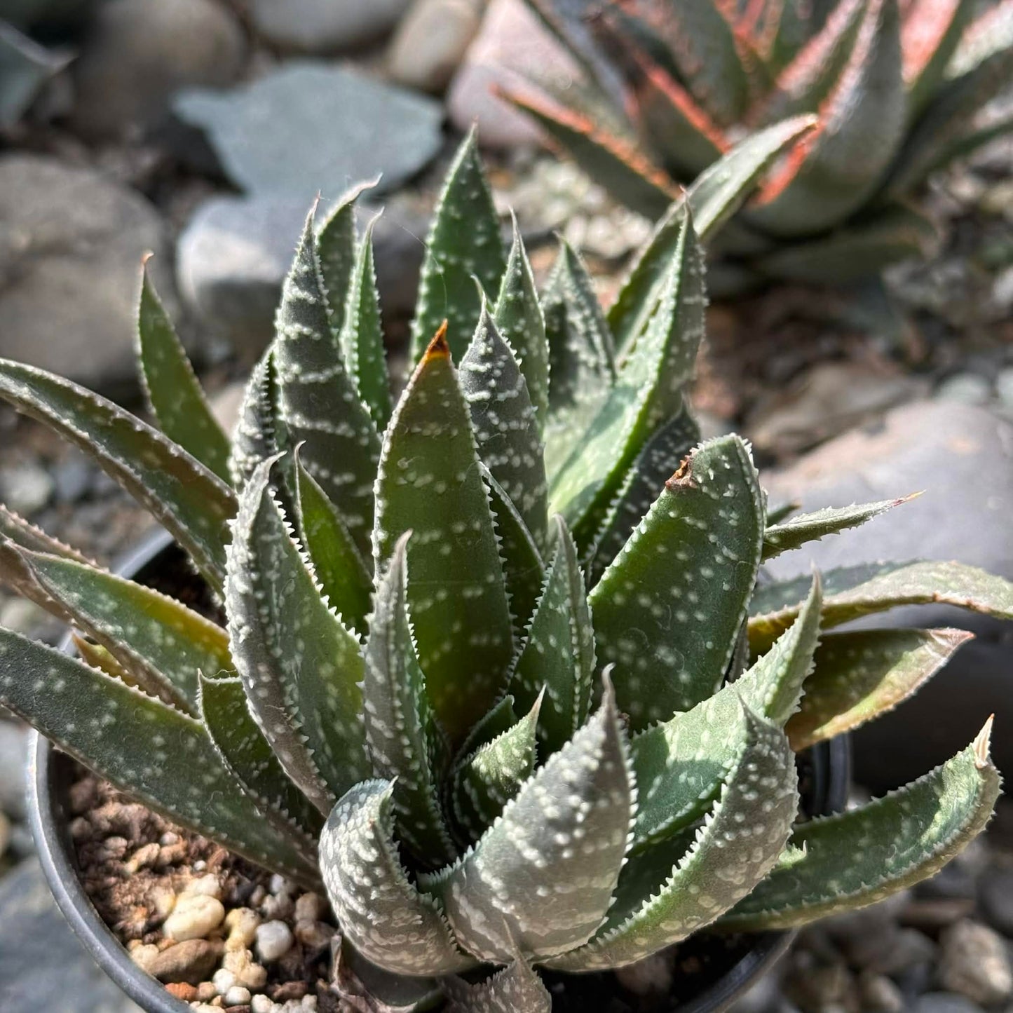 DesertScapeSucculent Succulent 4 Inch Assorted Gasteria 'Royal Wolfgang'