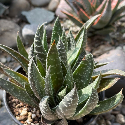 DesertScapeSucculent Succulent 4 Inch Assorted Gasteria 'Royal Wolfgang'