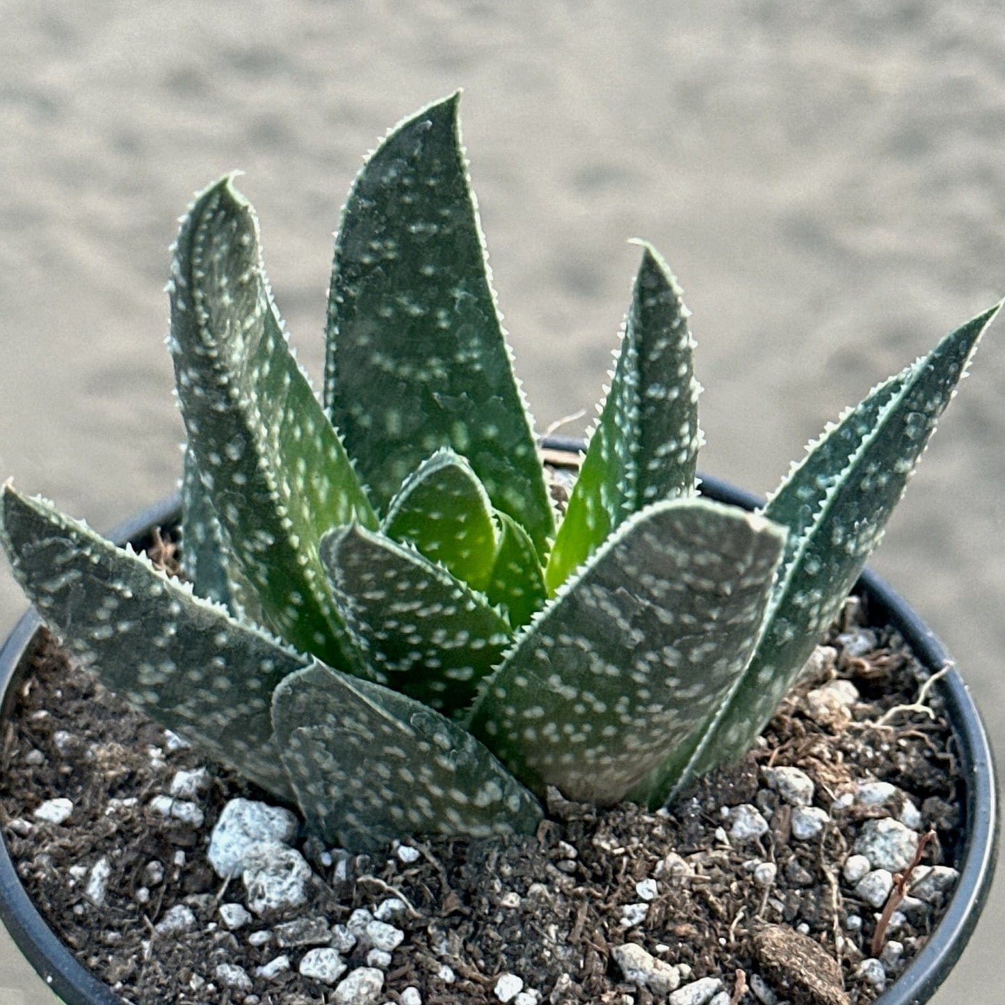 Gasteria 'Royal Wolfgang'