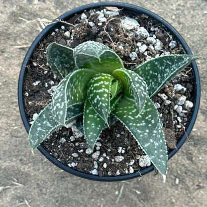 Gasteria 'Royal Wolfgang'