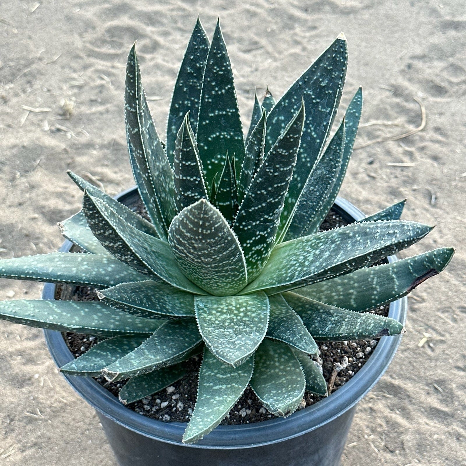 wolfgang succulent Gasteria 'Royal Wolfgang'