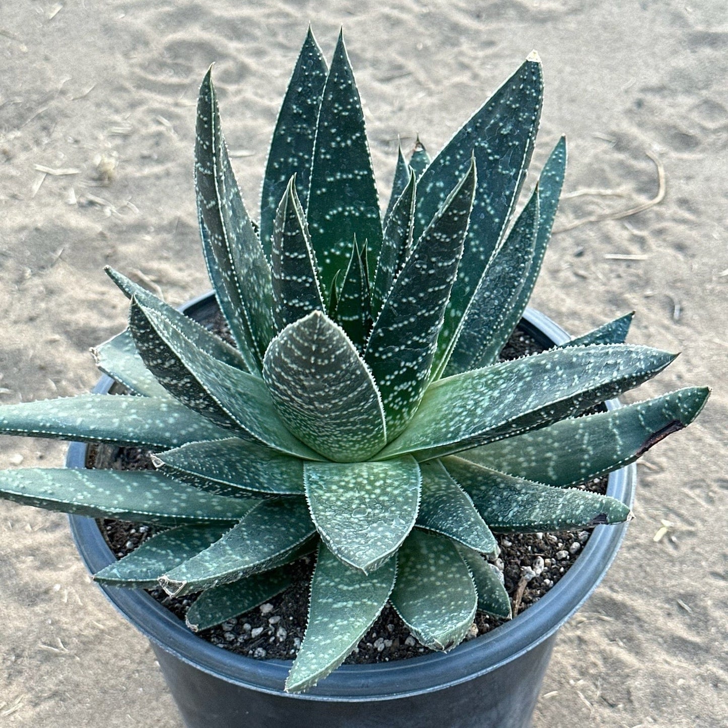 Gasteria 'Royal Wolfgang'