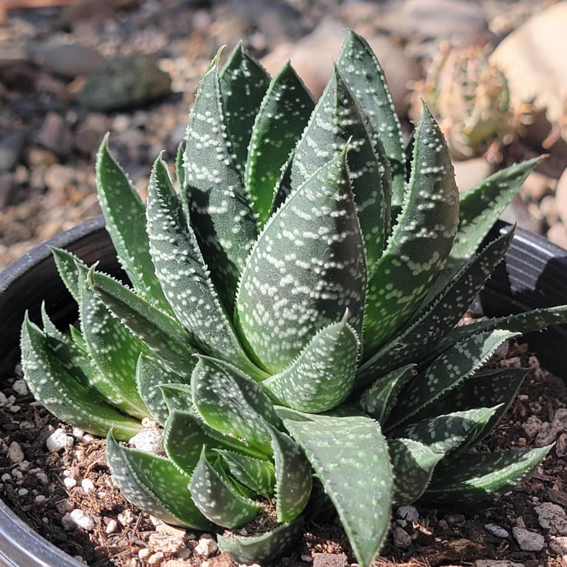 wolfgang succulent Gasteria 'Royal Wolfgang'