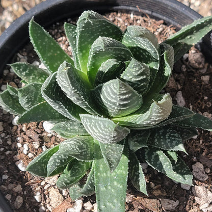 Gasteria 'Royal Wolfgang'