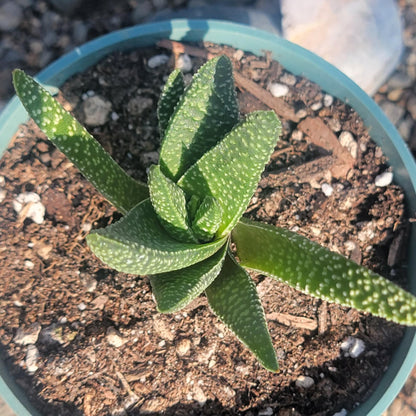 DesertScapeSucculent Succulent Gasteria 'Royal Wolfgang'