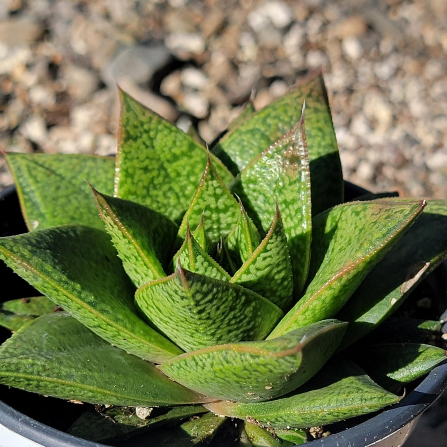 DesertScapeSucculent Succulent 4" Assorted Gasteria 'Tiga'