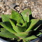 Gasteria 'Tiga' - 4 Inch Assorted - Succulent - DesertScapeSucculent
