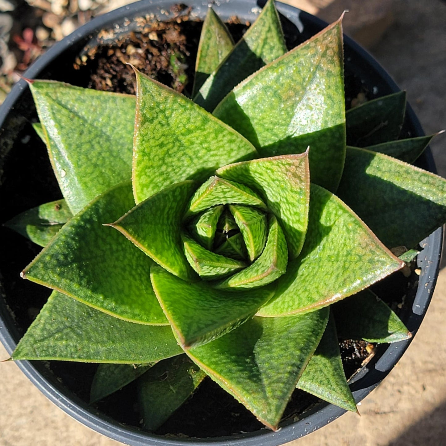 DesertScapeSucculent Succulent 4" Assorted Gasteria 'Tiga'