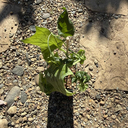 Gerrardanthus macrorhizus - 4 Inch - Succulent - DesertScapeSucculent