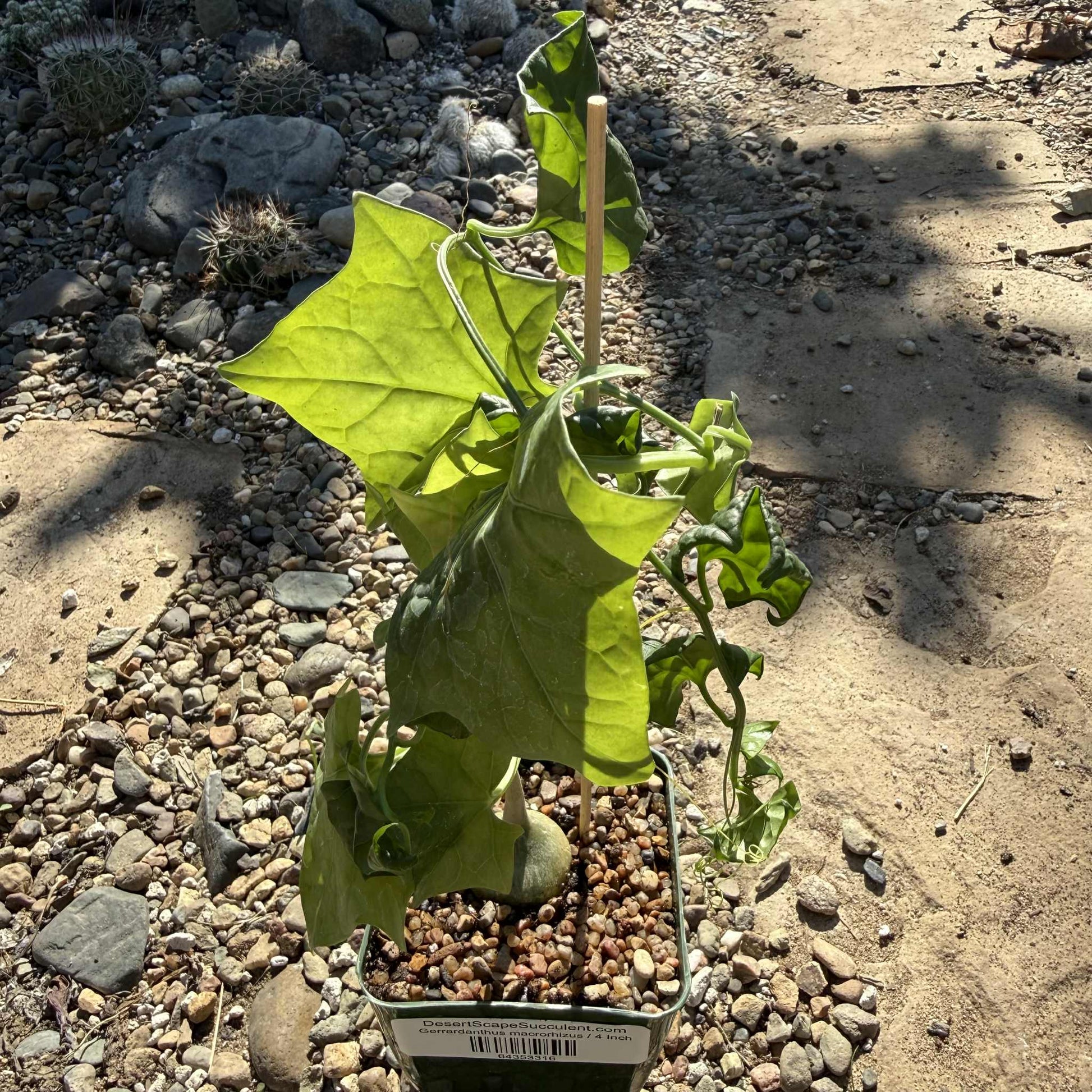 Gerrardanthus macrorhizus - 4 Inch - Succulent - DesertScapeSucculent