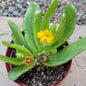 Glottiphyllum longum - 4 Inch Assorted - Succulent - DesertScapeSucculent