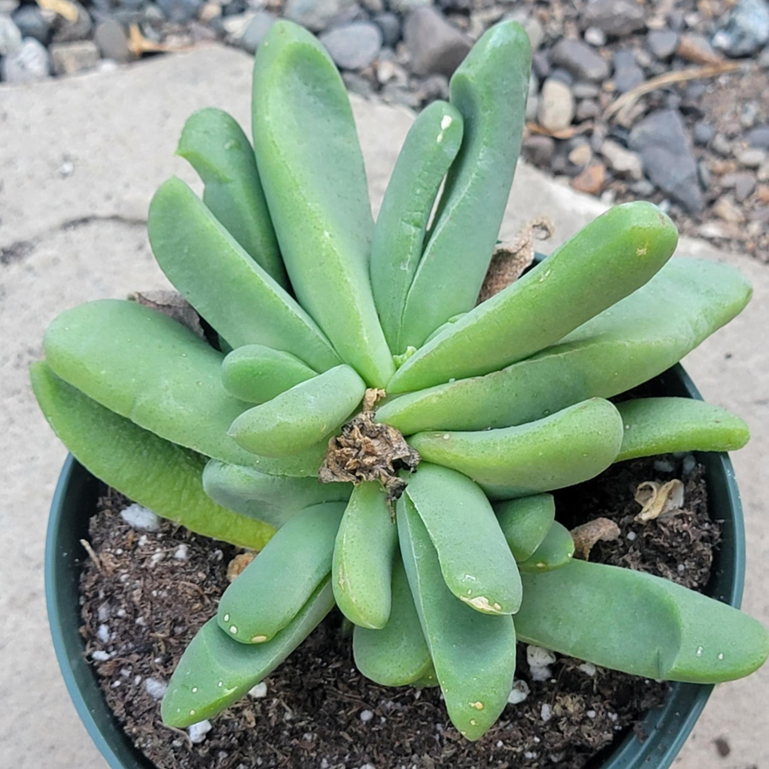 Glottiphyllum oligocarpum - 4 Inch Assorted - Succulent - DesertScapeSucculent