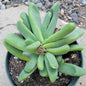 Glottiphyllum oligocarpum - 4 Inch Assorted - Succulent - DesertScapeSucculent