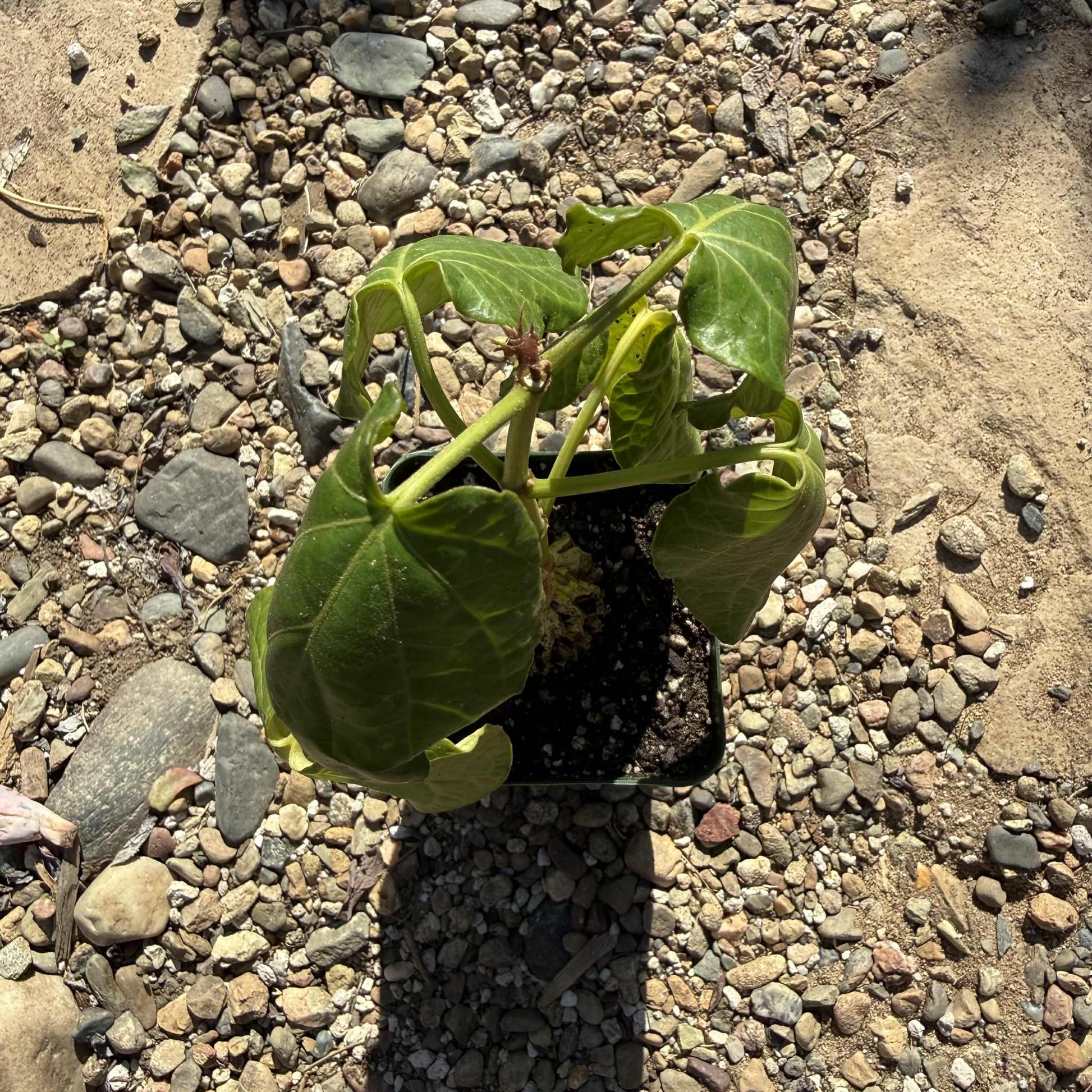 Gonolobus cyclophyllus - 4 Inch - Succulent - DesertScapeSucculent
