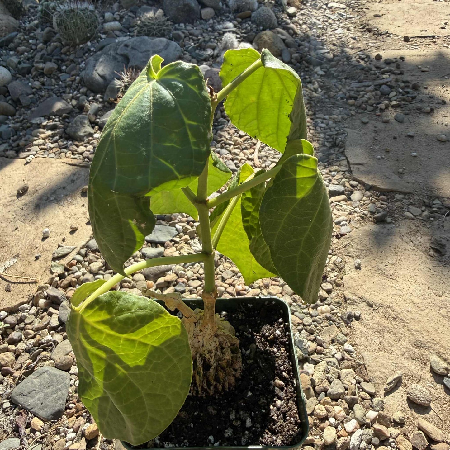 Gonolobus cyclophyllus - 4 Inch - Succulent - DesertScapeSucculent