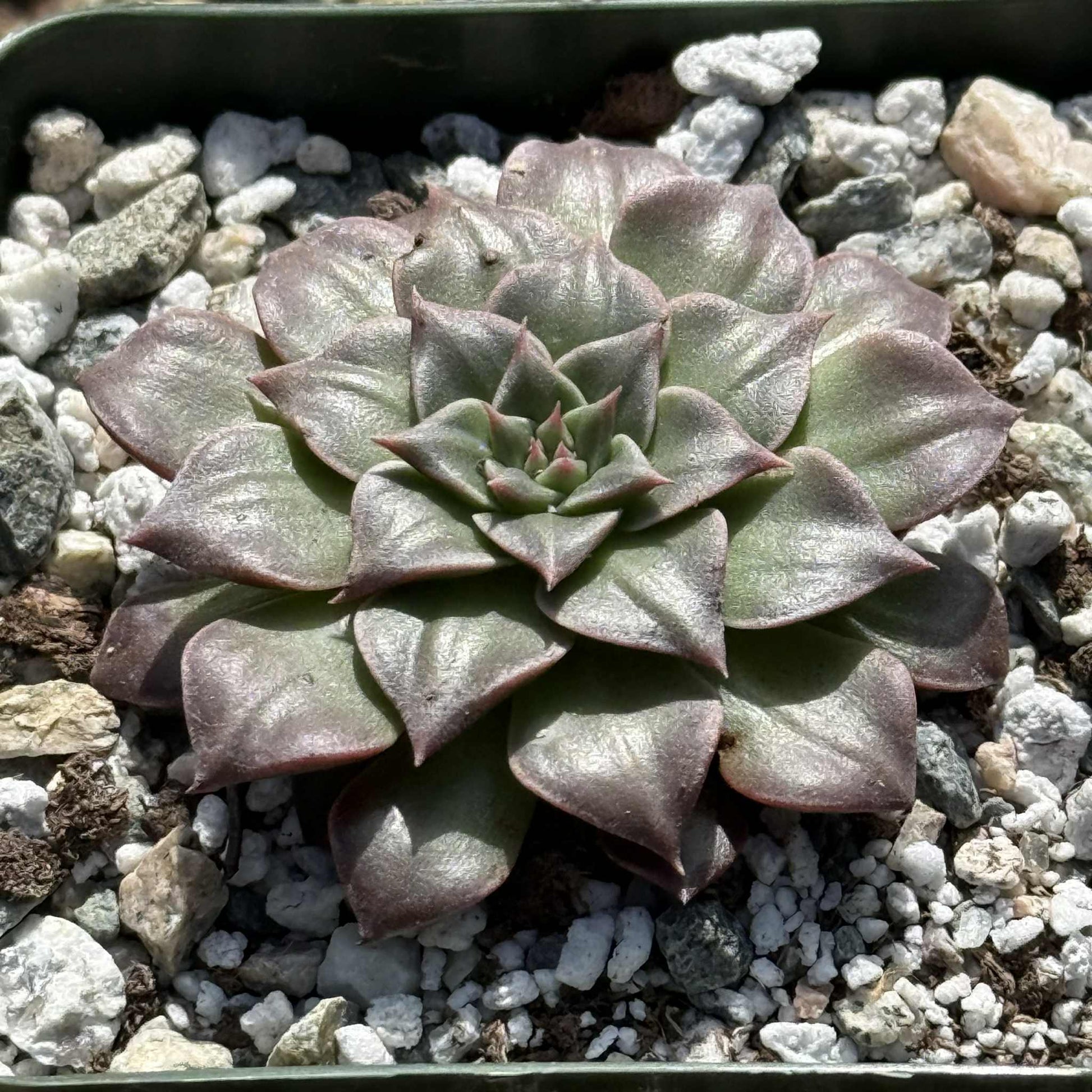 chihuahua flower succulent Graptopetalum bellum 'Chihuahua Flower'