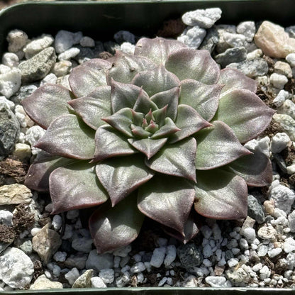 Graptopetalum bellum 'Chihuahua Flower' - 4 Inch - Succulent - DesertScapeSucculent